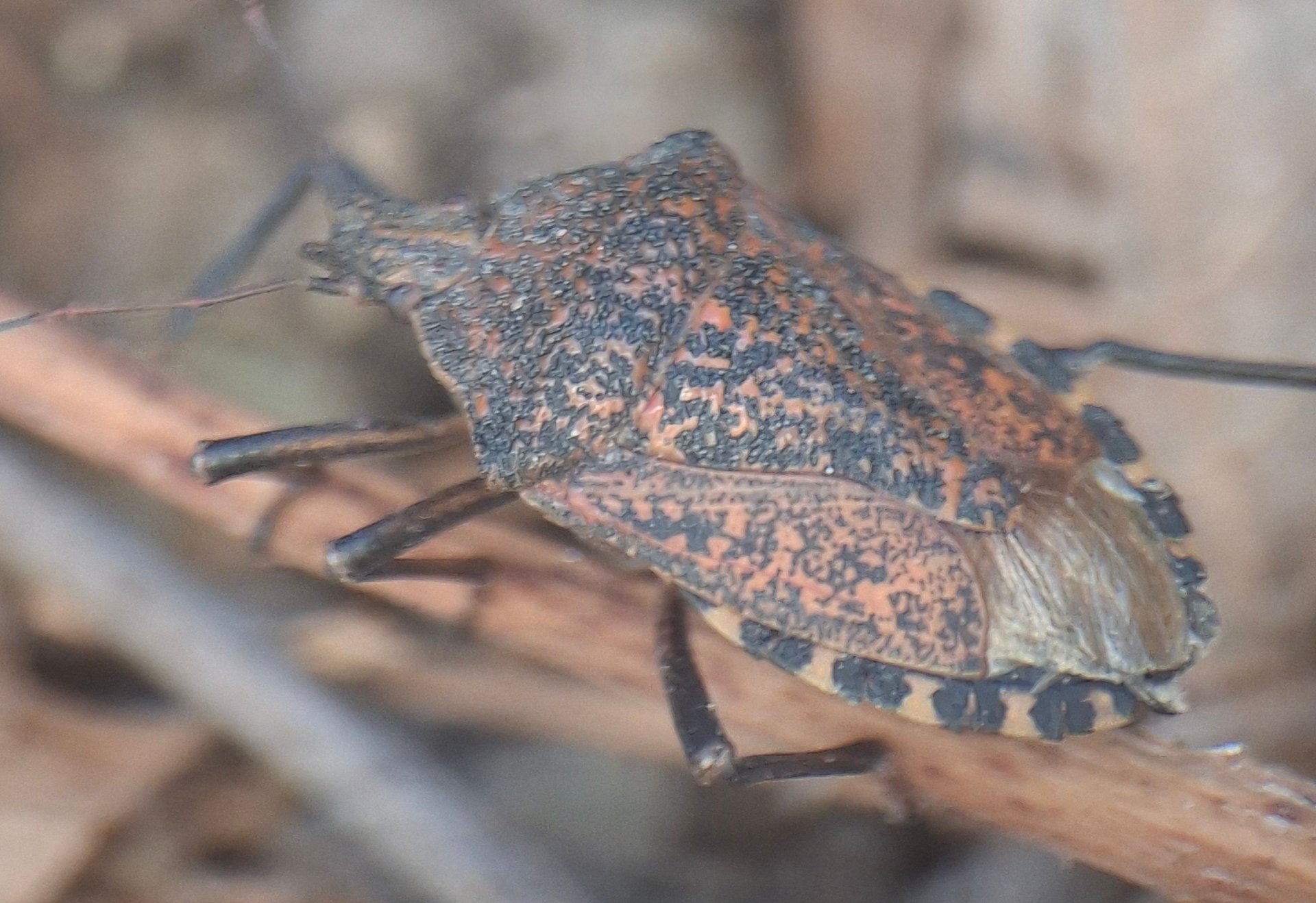 Marmorated Stink Bug