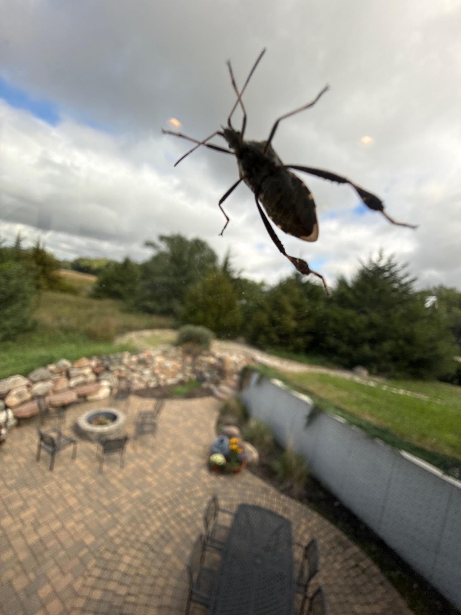 Masked hunter (assassin bug)