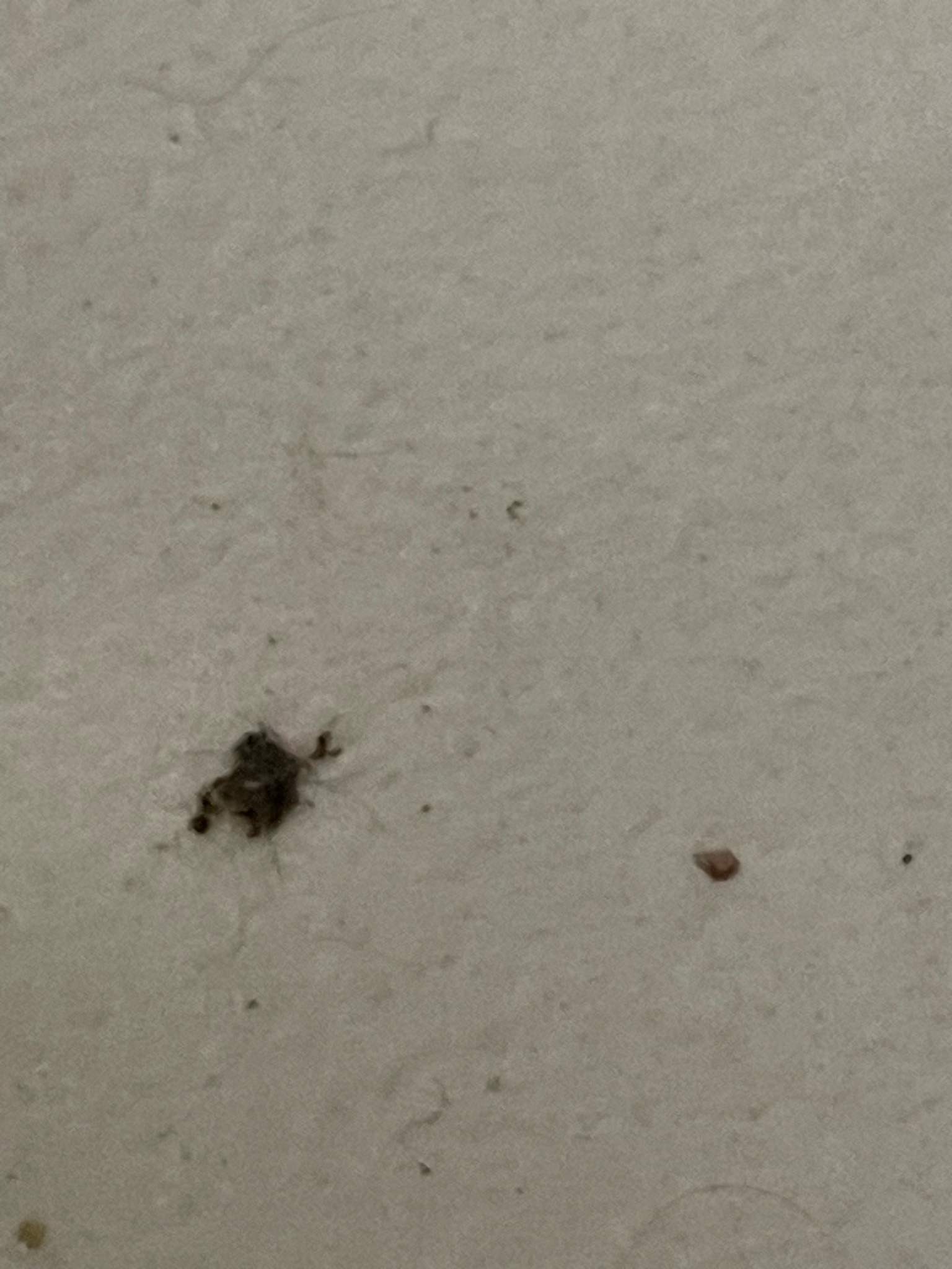 Masked Hunter (Nymph)