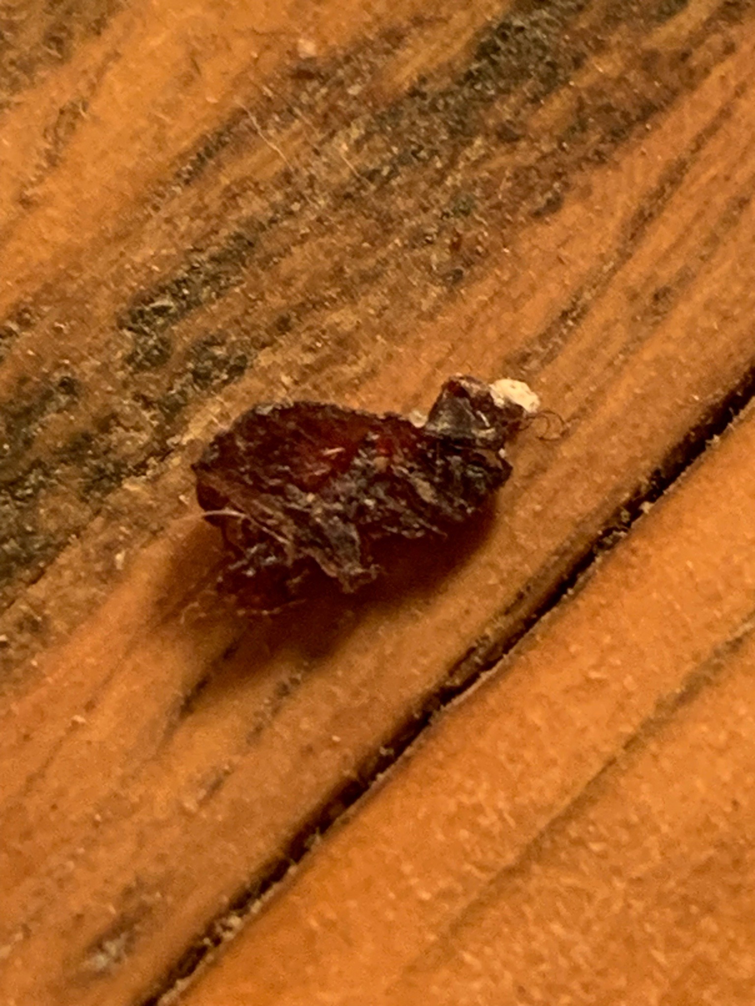 Masked hunter (nymph), likely