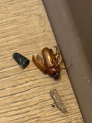 May beetle (or June bug)