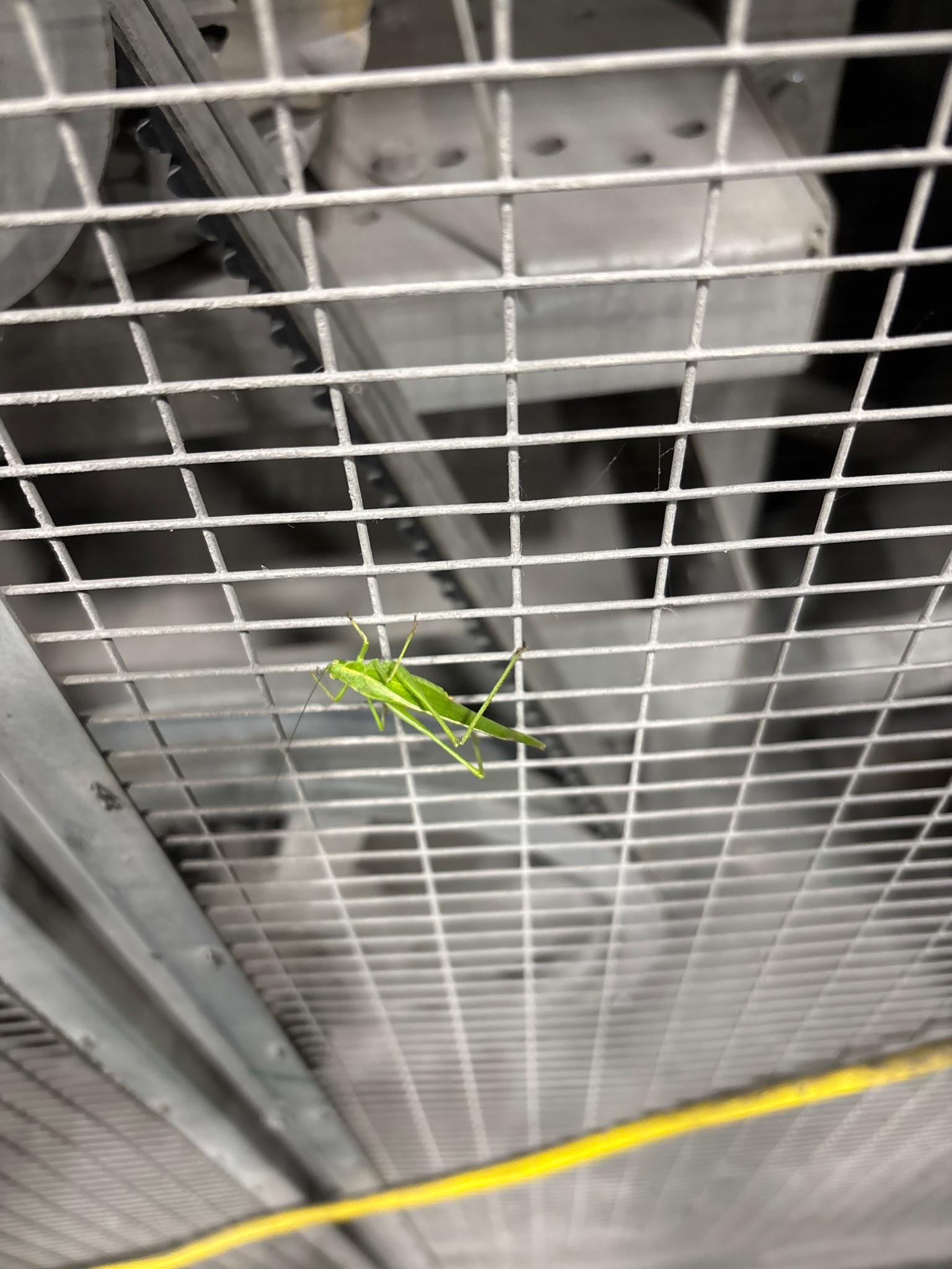 Meadow Katydid
