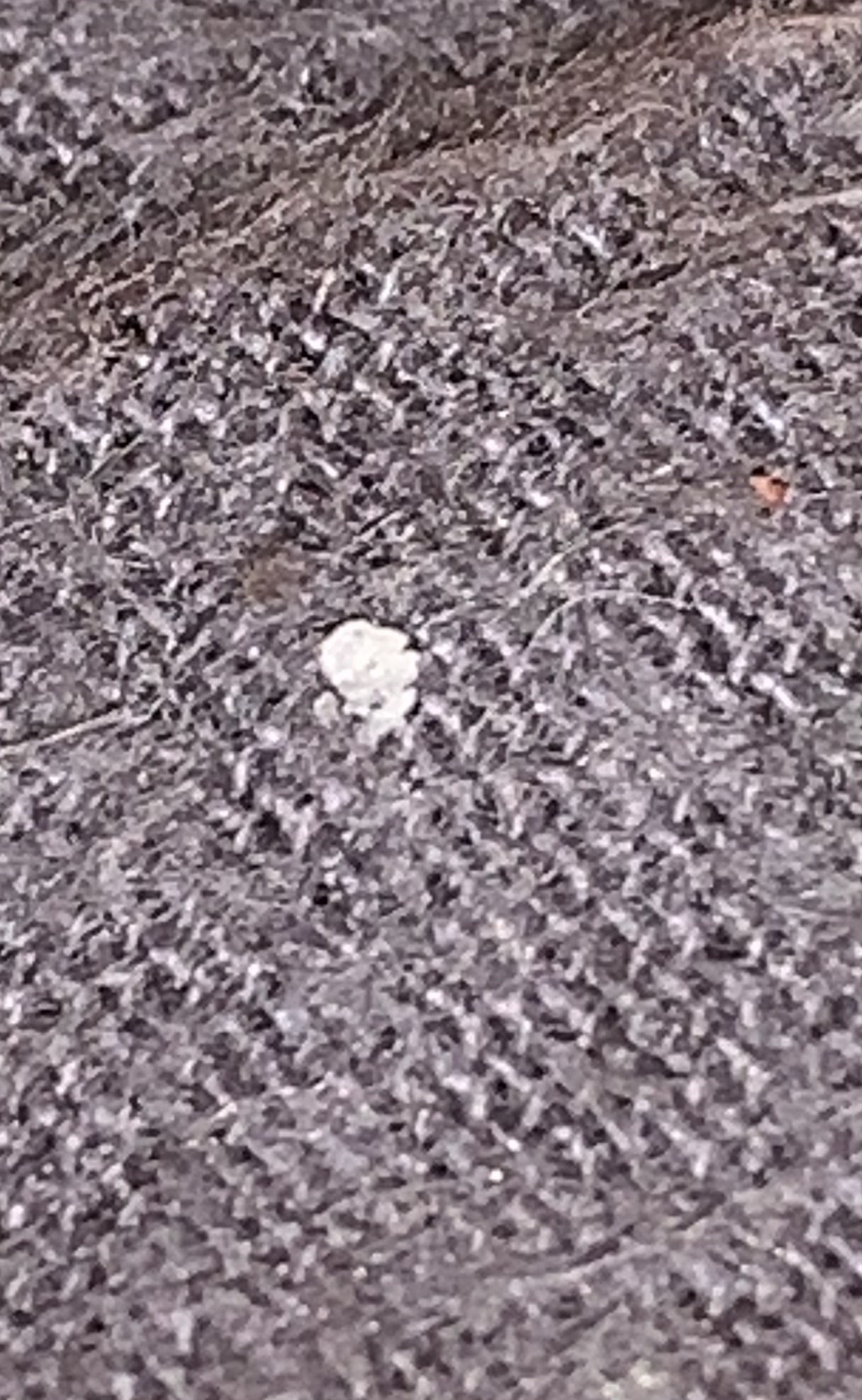 Mealybug