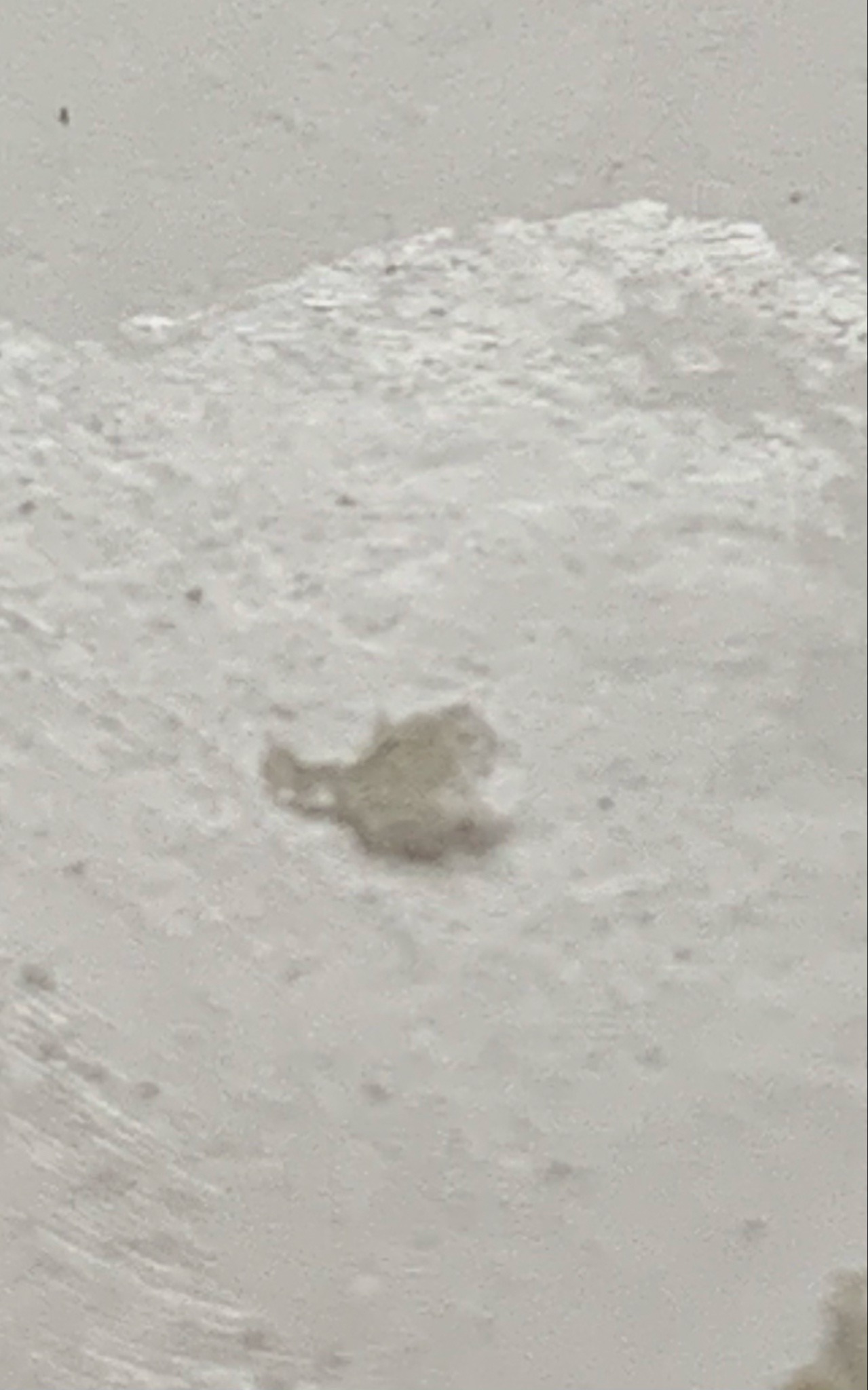 Mealybug