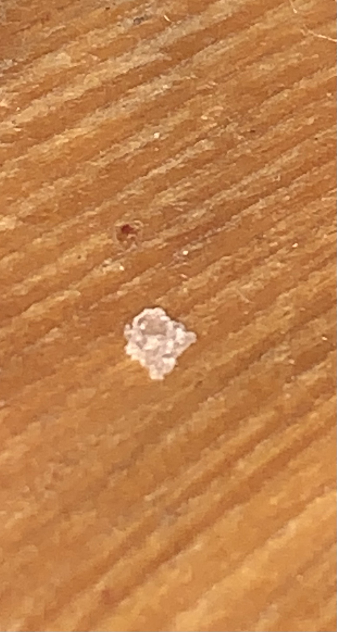Mealybug