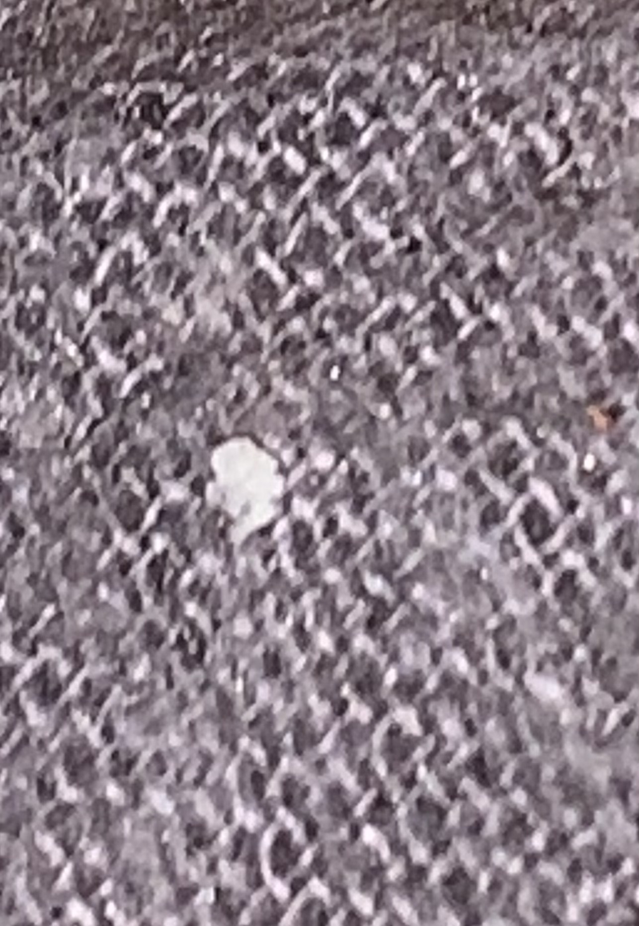 Mealybug