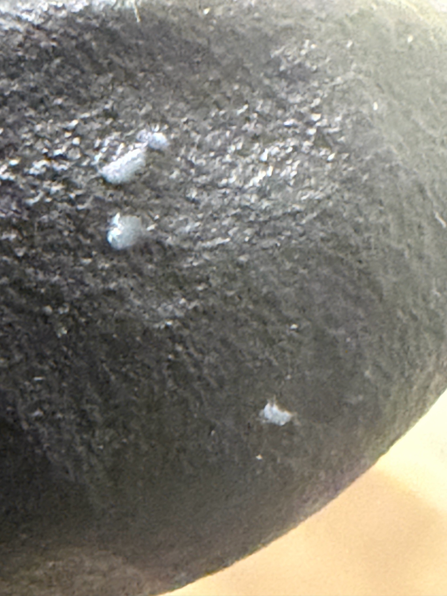 Mealybug