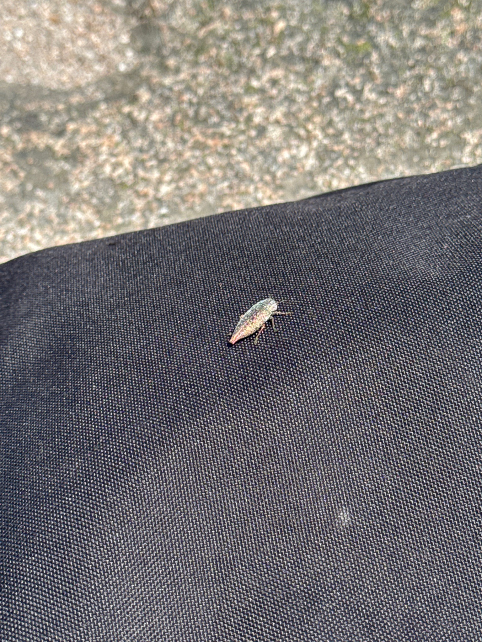 Metallic Wood-Boring Beetle (Jewel Beetle)