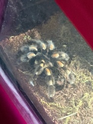 Mexican Redknee Tarantula