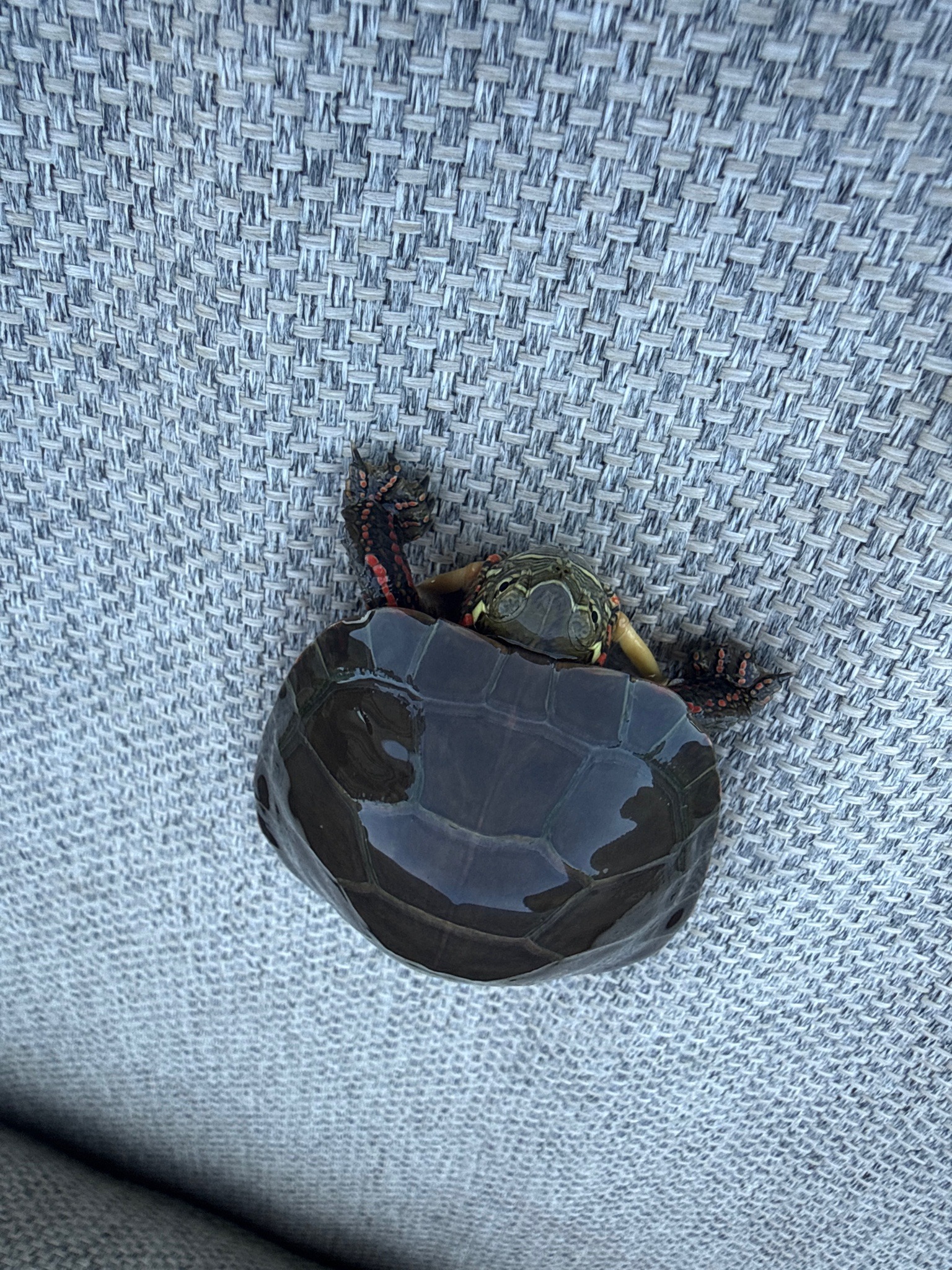Midland Painted Turtle
