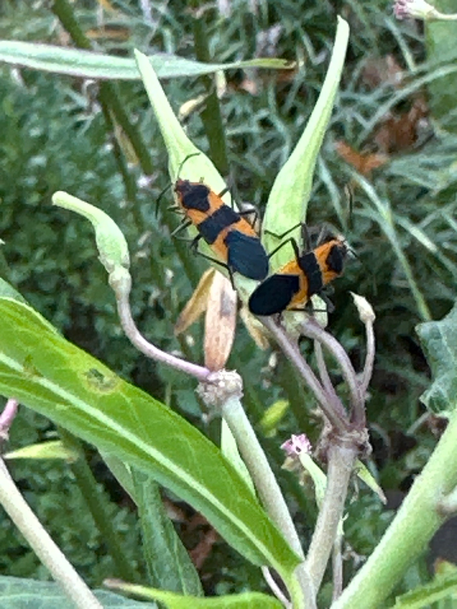 Milkweed bug (likely large milkweed bug)