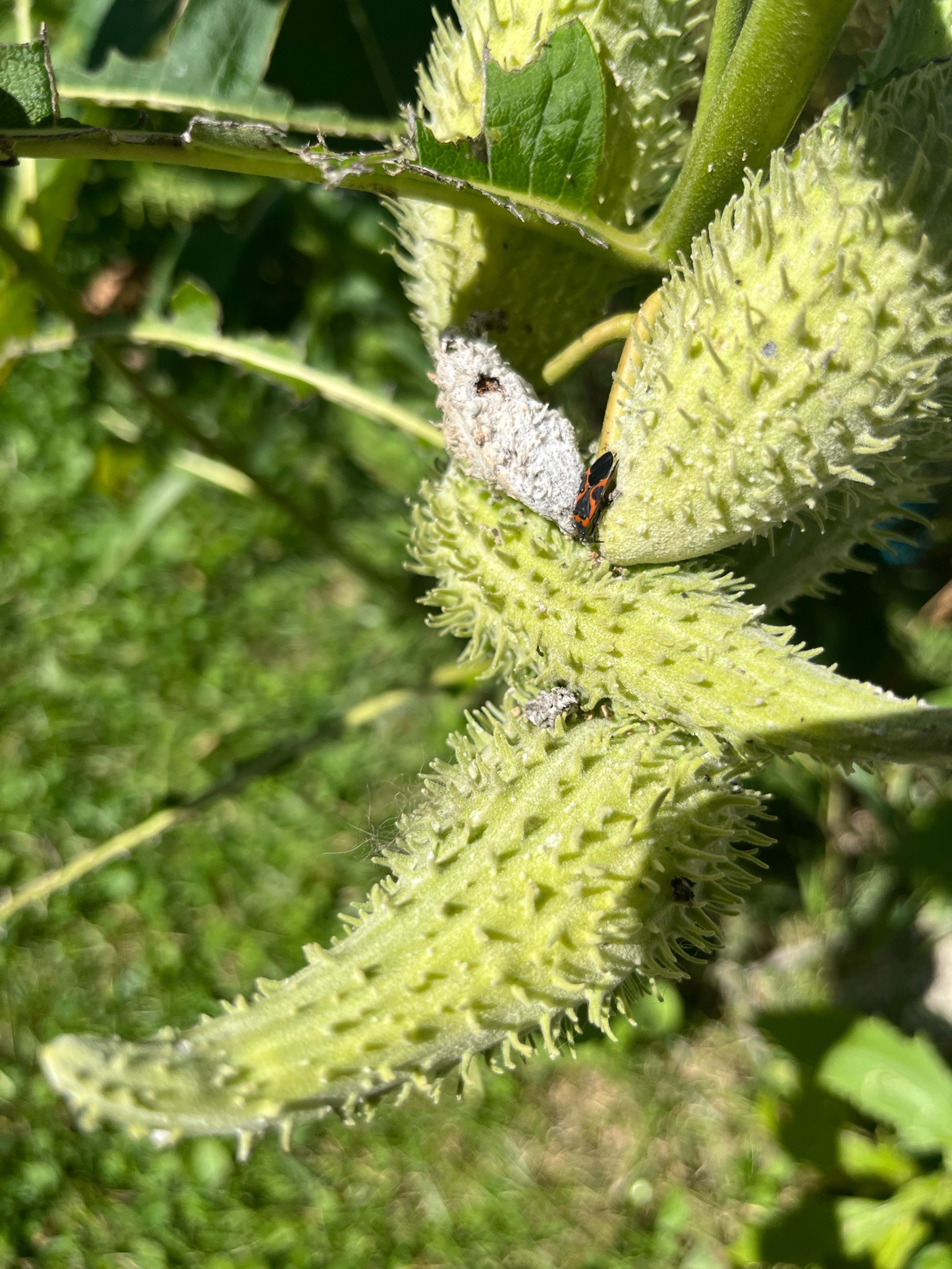 Milkweed bug (likely small milkweed bug)