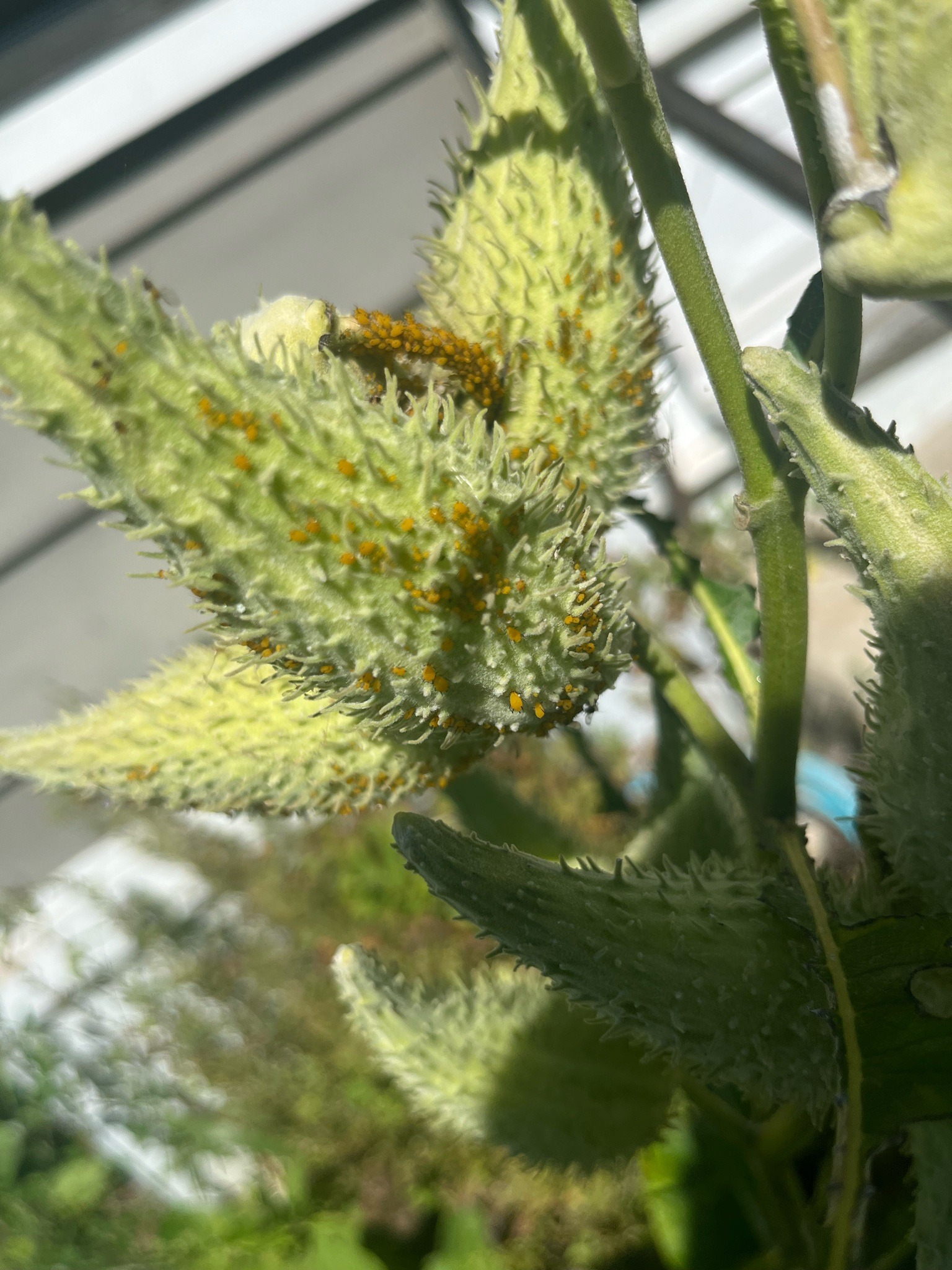Milkweed tussock moth caterpillar (early instar)
