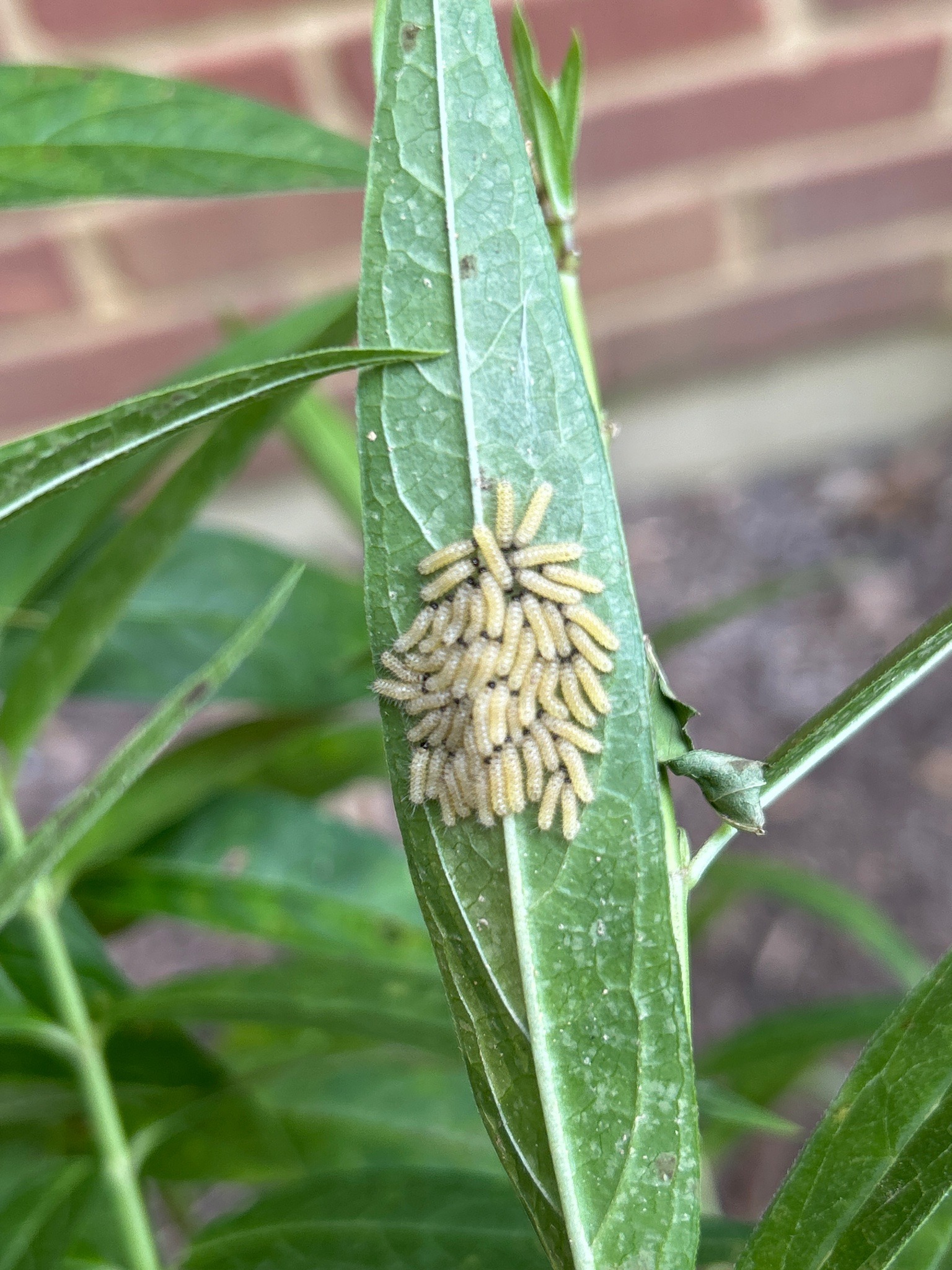 Milkweed Tussock Moth Larvae