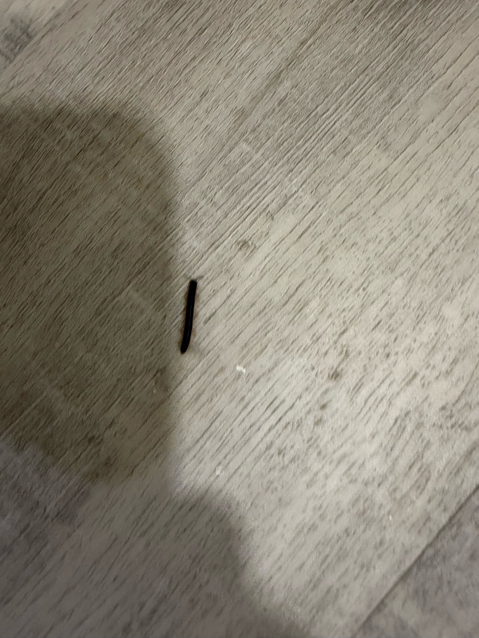 Millipede