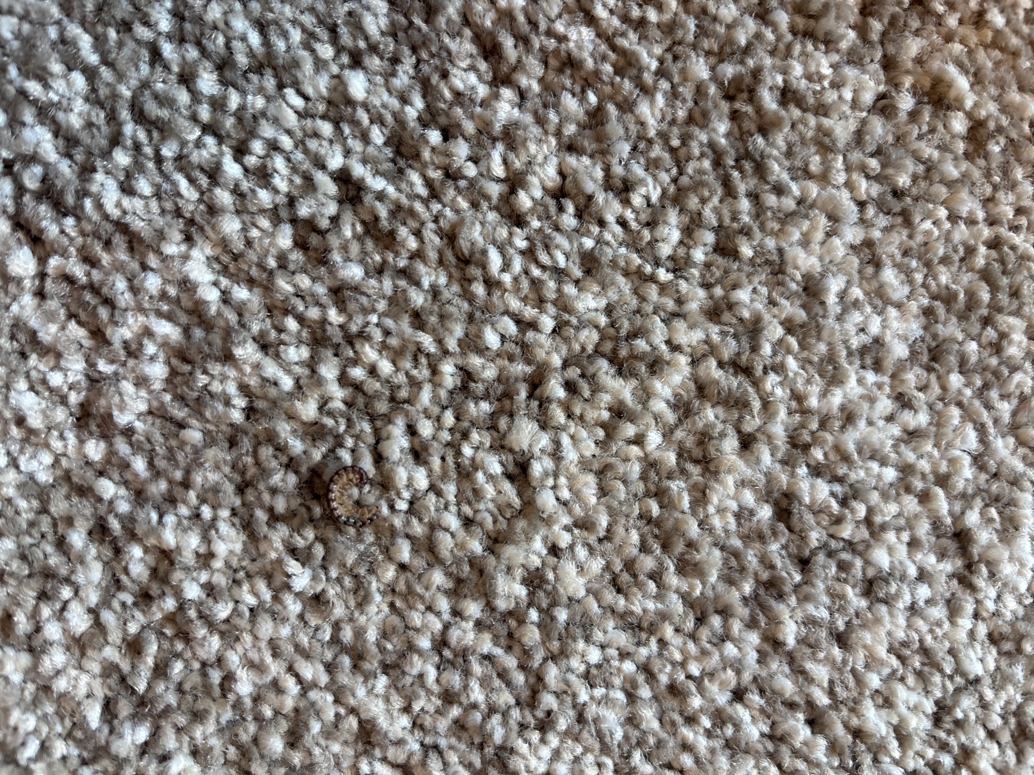 Millipede