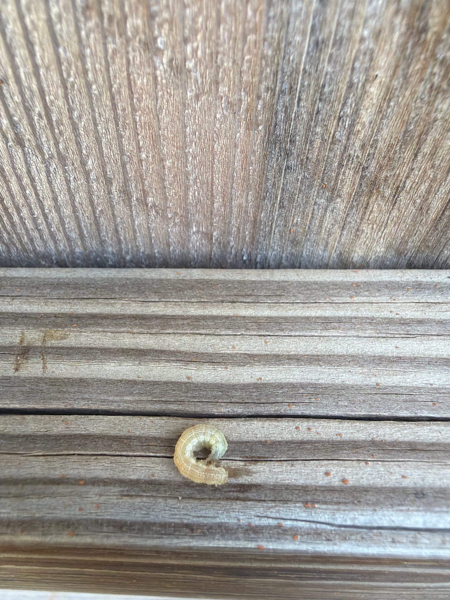 Millipede (likely a juvenile or curled small millipede)