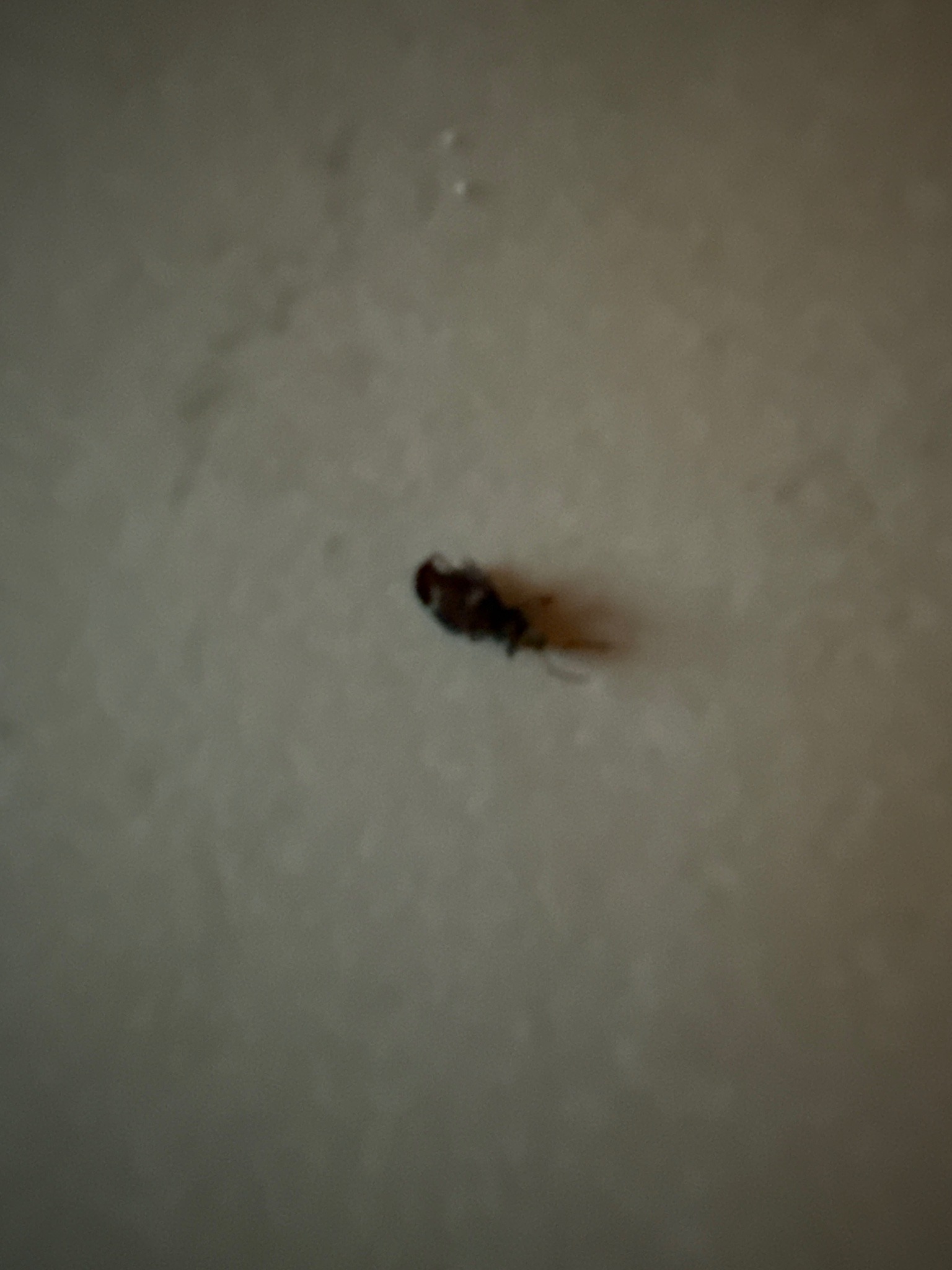 Minute Brown Scavenger Beetle