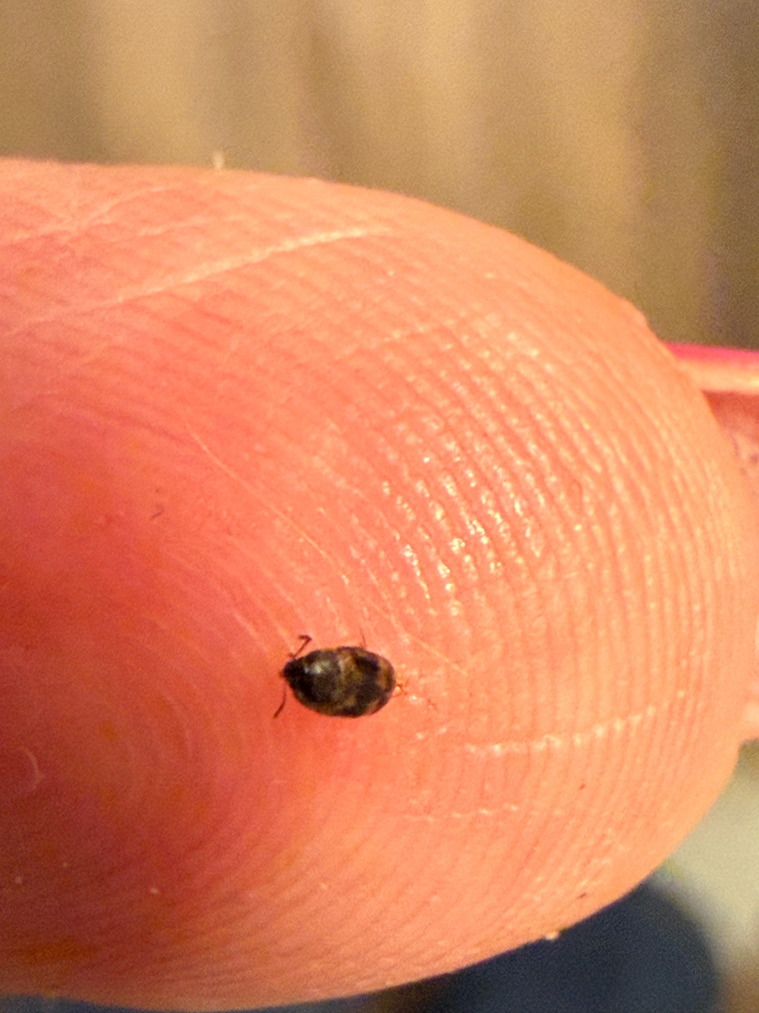 Minute brown scavenger beetle (likely a carpet beetle)