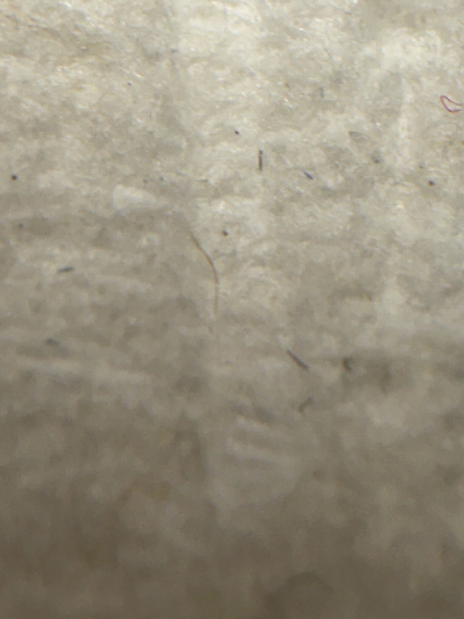 Mold Mite