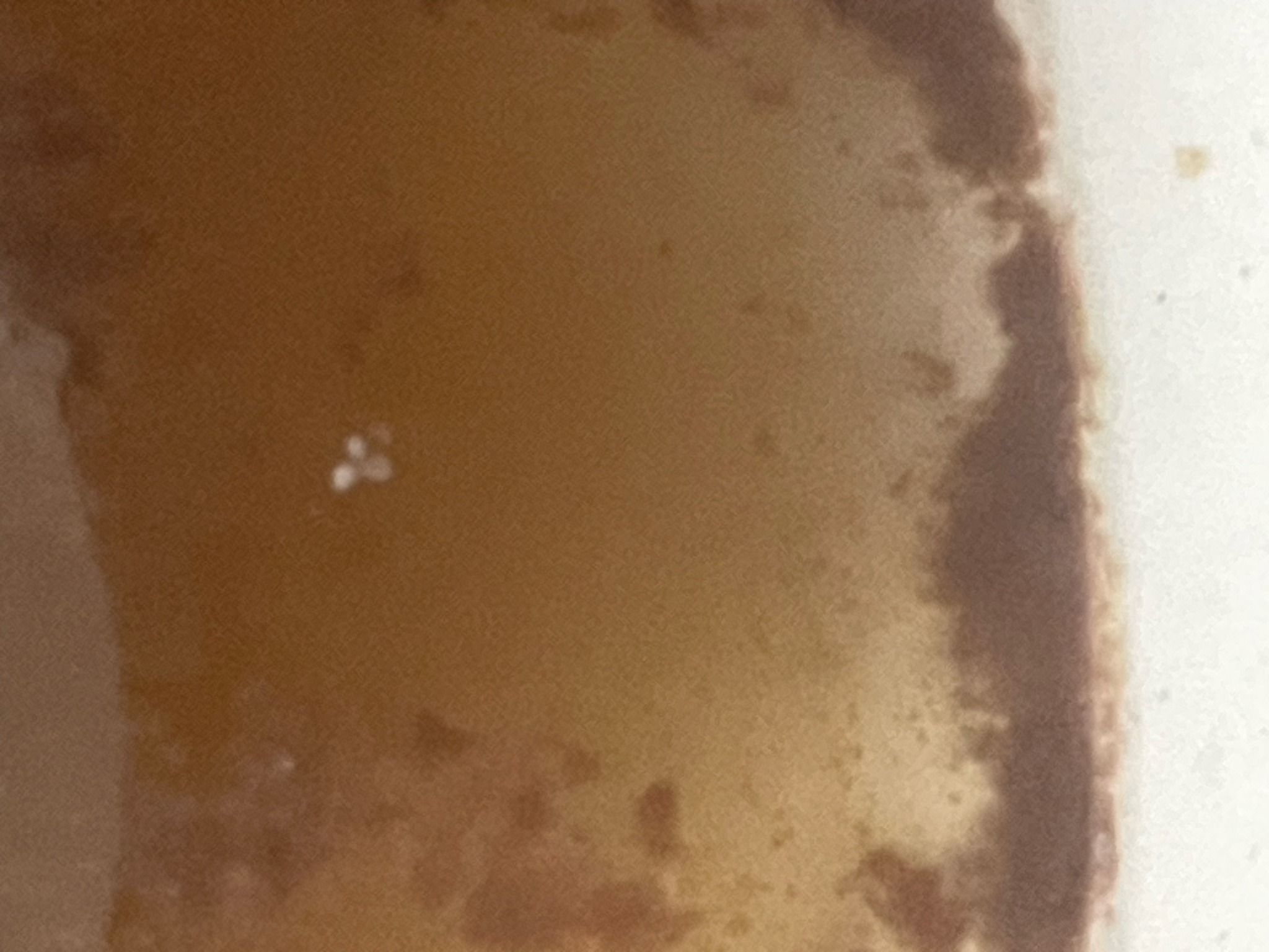 Mold Mite