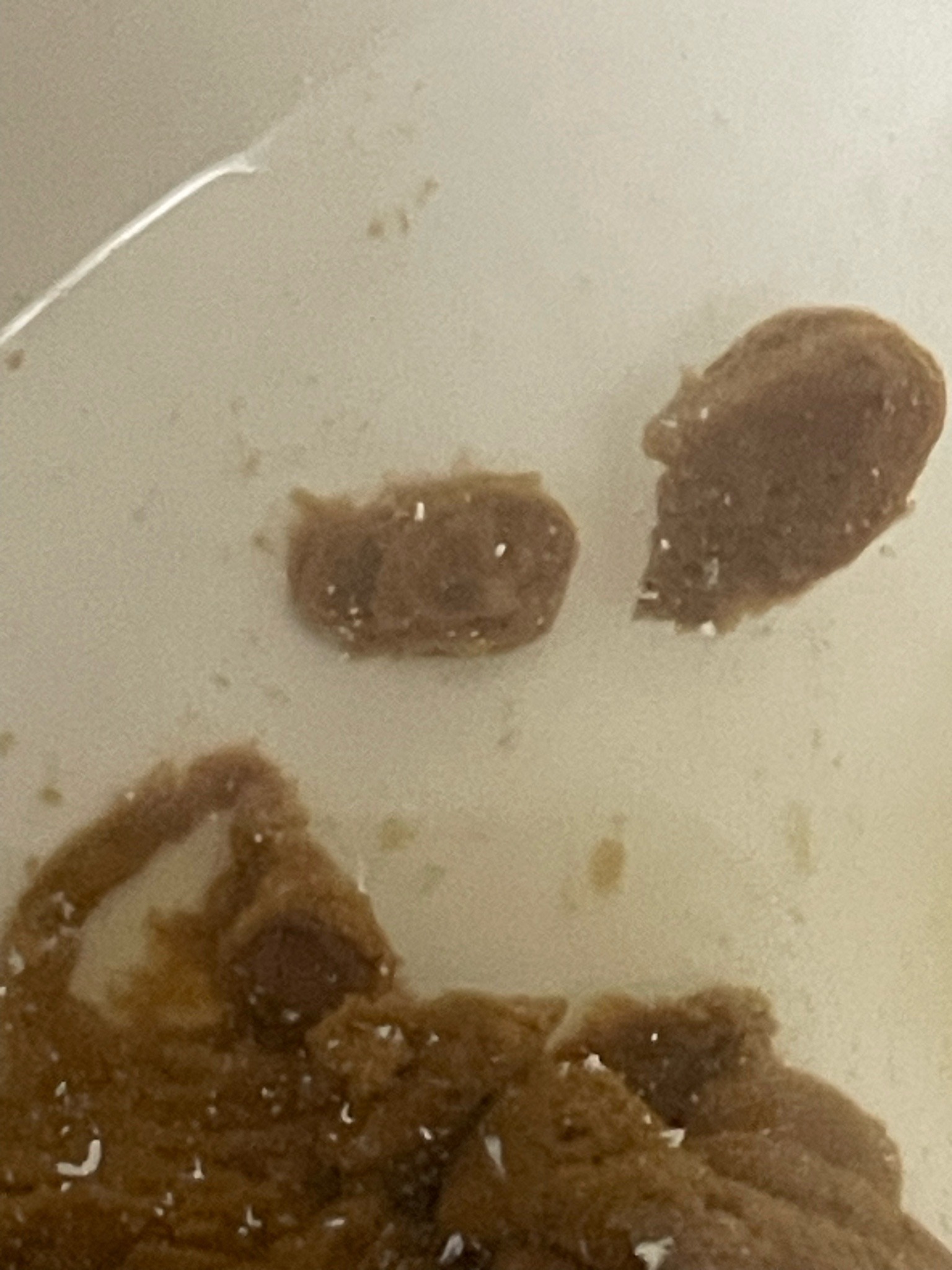 Mold Mite (Grain Mite)