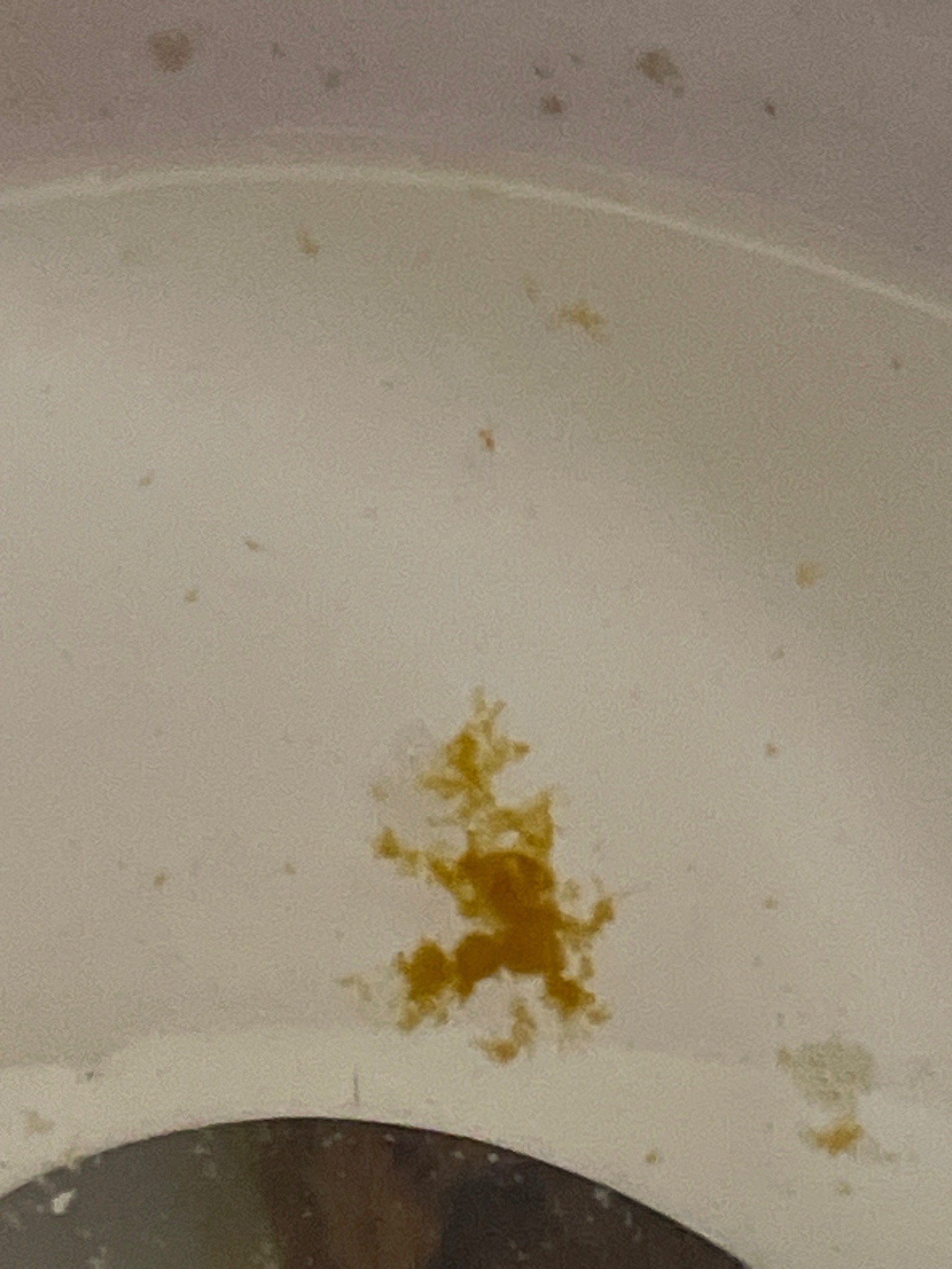 Mold or Algae (Not an insect)