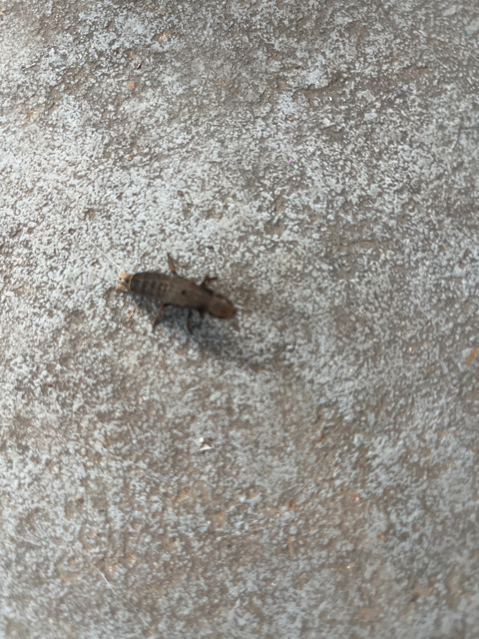 Mole Cricket