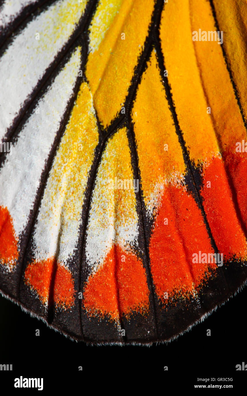 Monarch butterfly