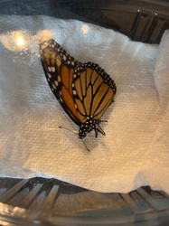 Monarch butterfly