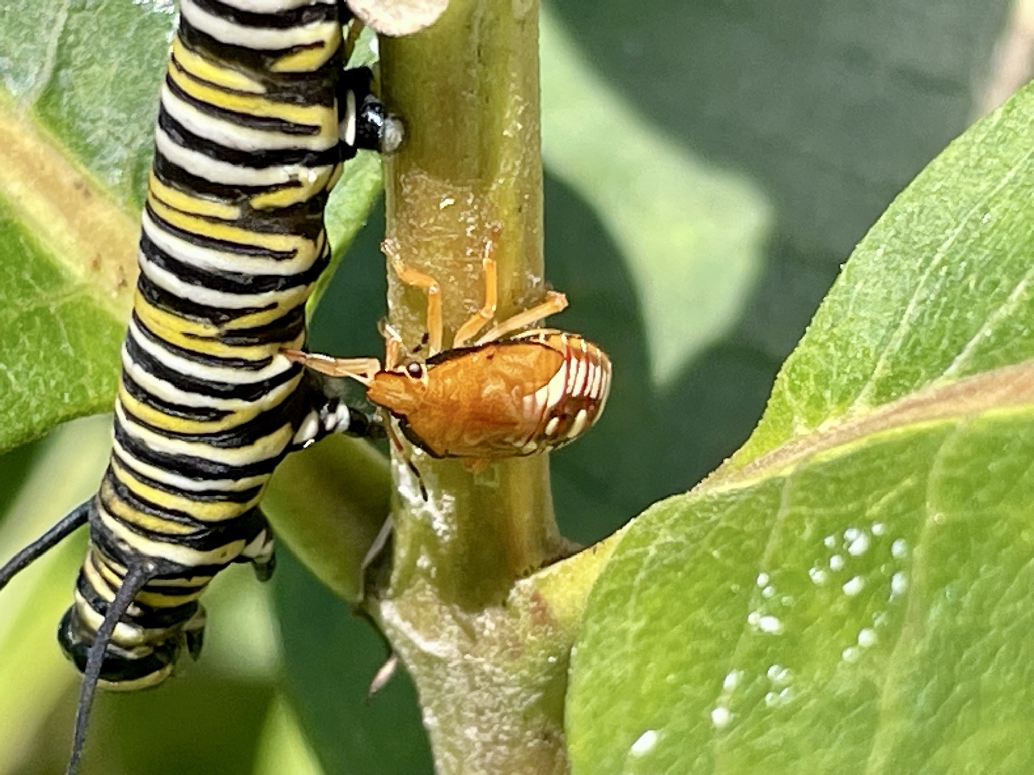 Monarch caterpillar and monarch chrysalis