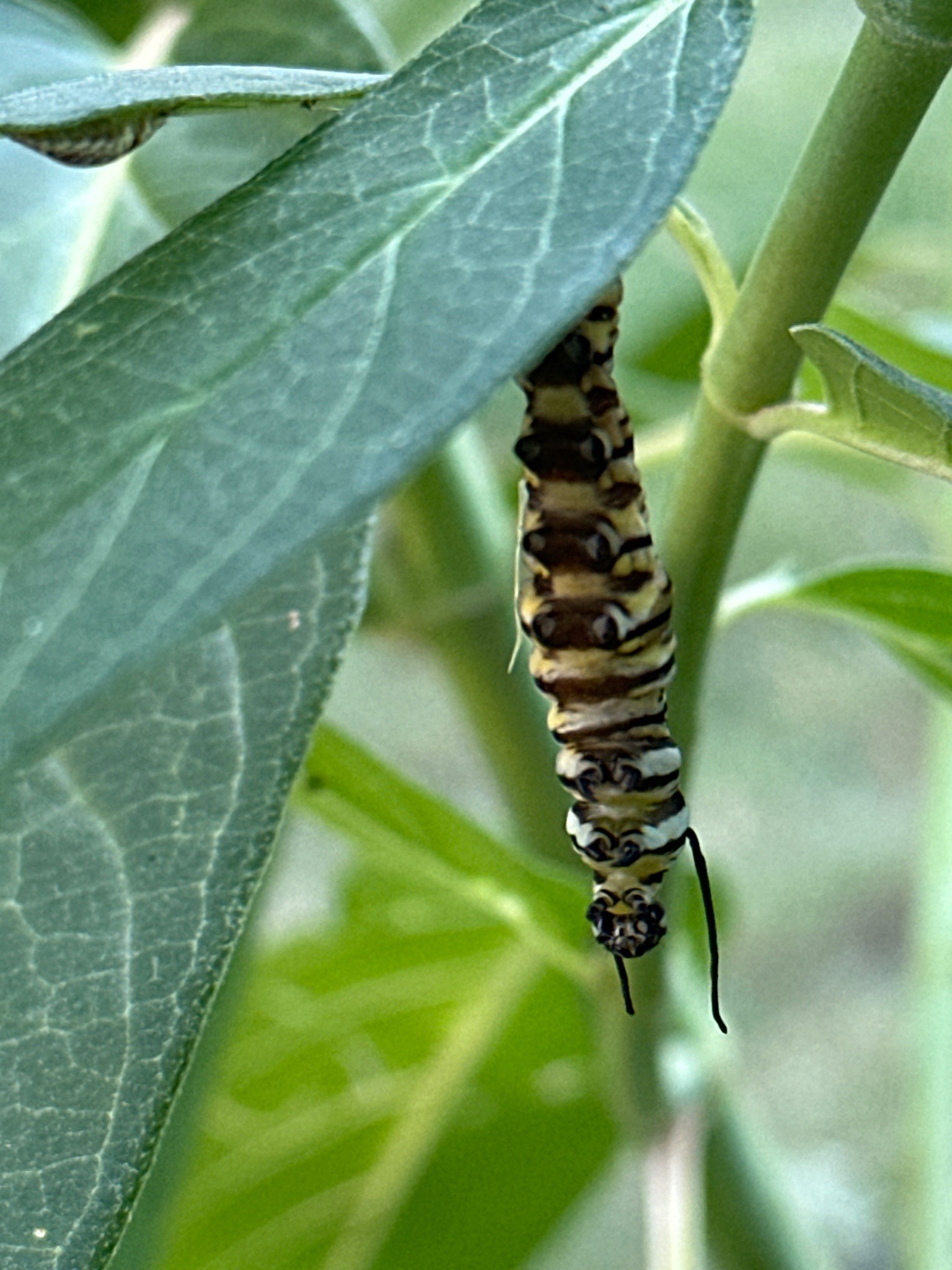 Monarch caterpillar (monarch larva)