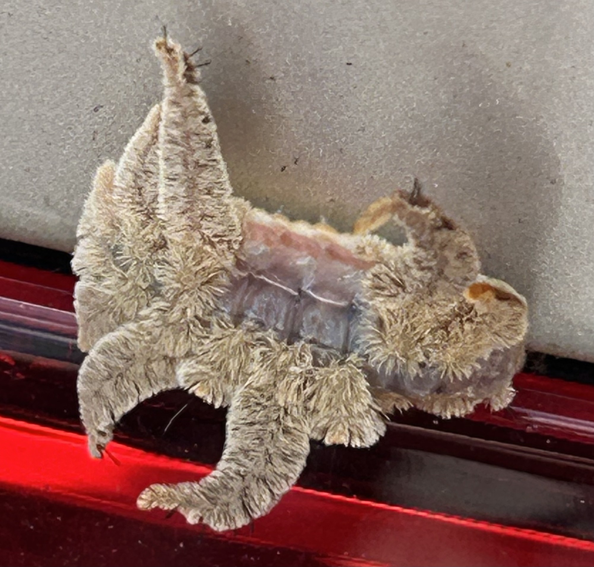 Monkey Slug (caterpillar of the Hag Moth)