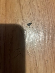 Mosquito