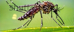 Mosquito (likely an Anopheles mosquito)