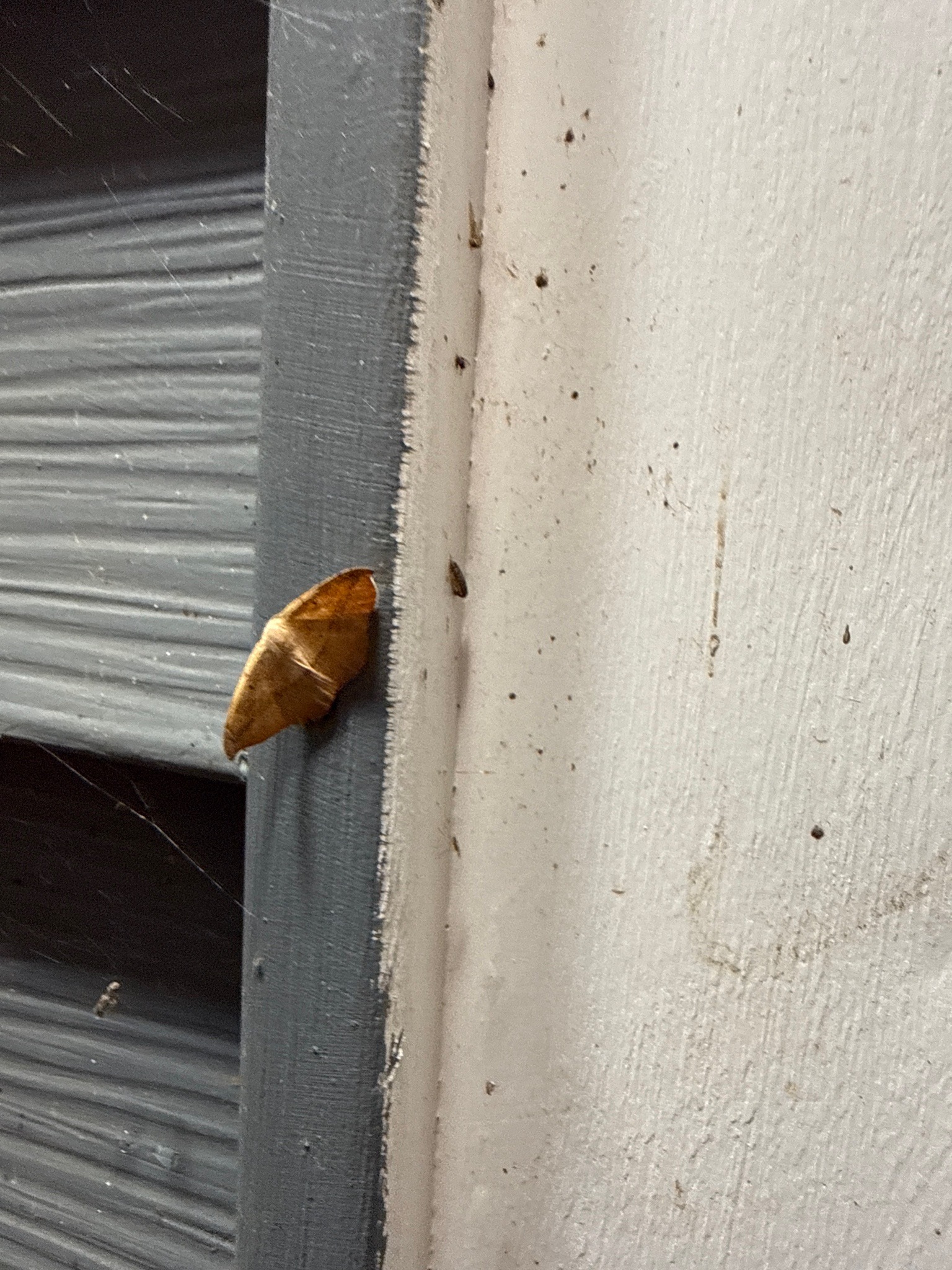 Moth