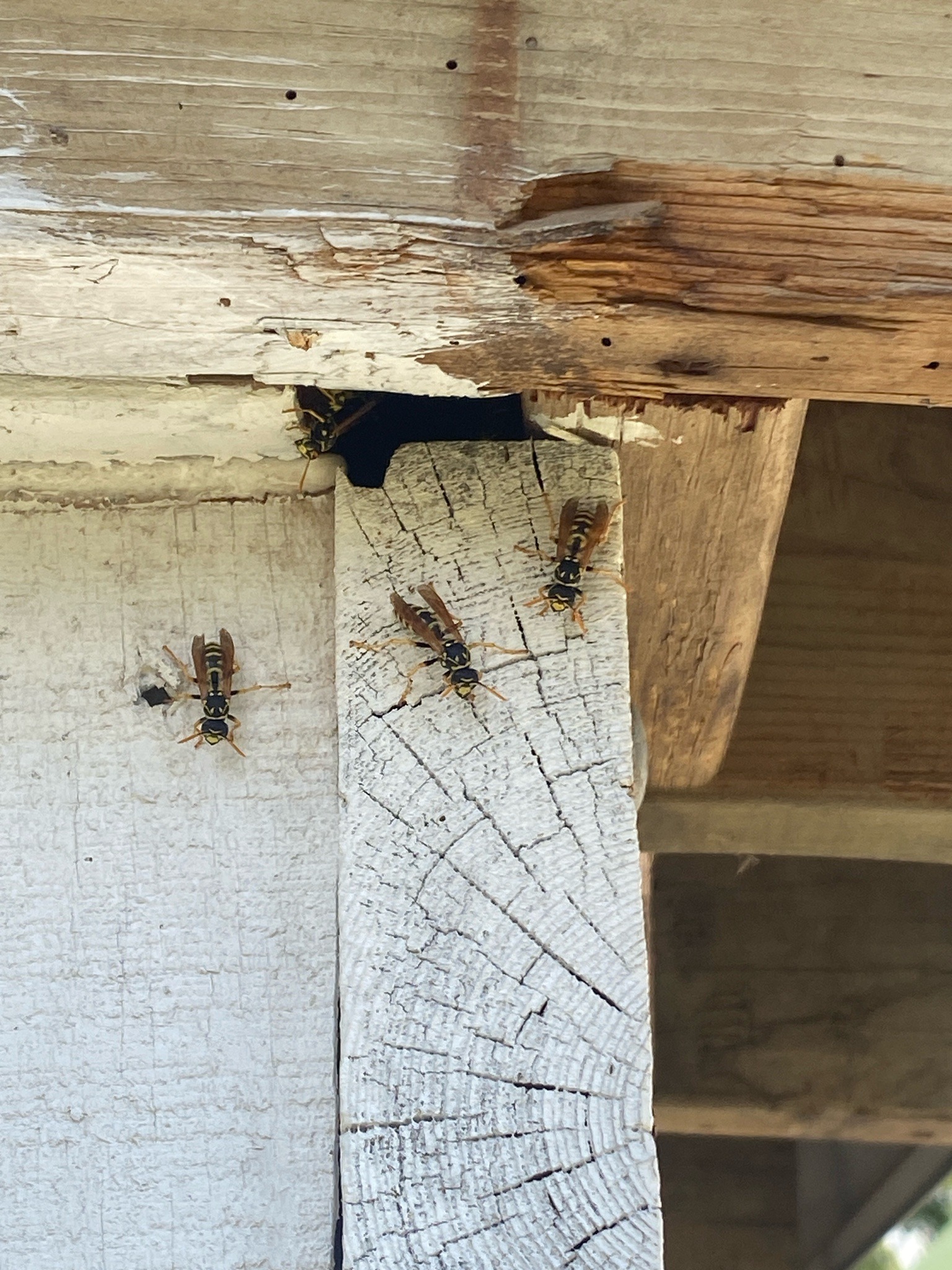 Mud dauber wasps (likely blue mud daubers)