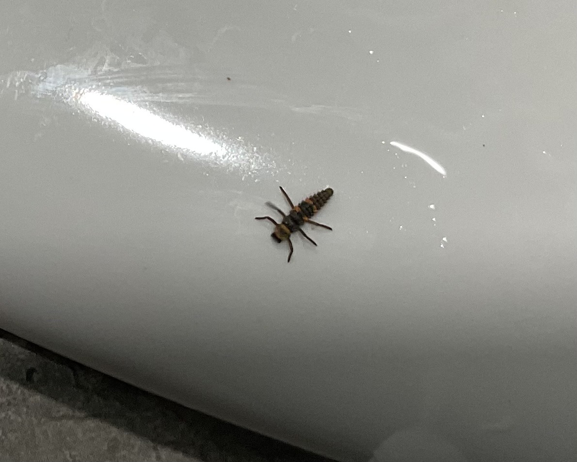 Multicolored Asian Lady Beetle Larva