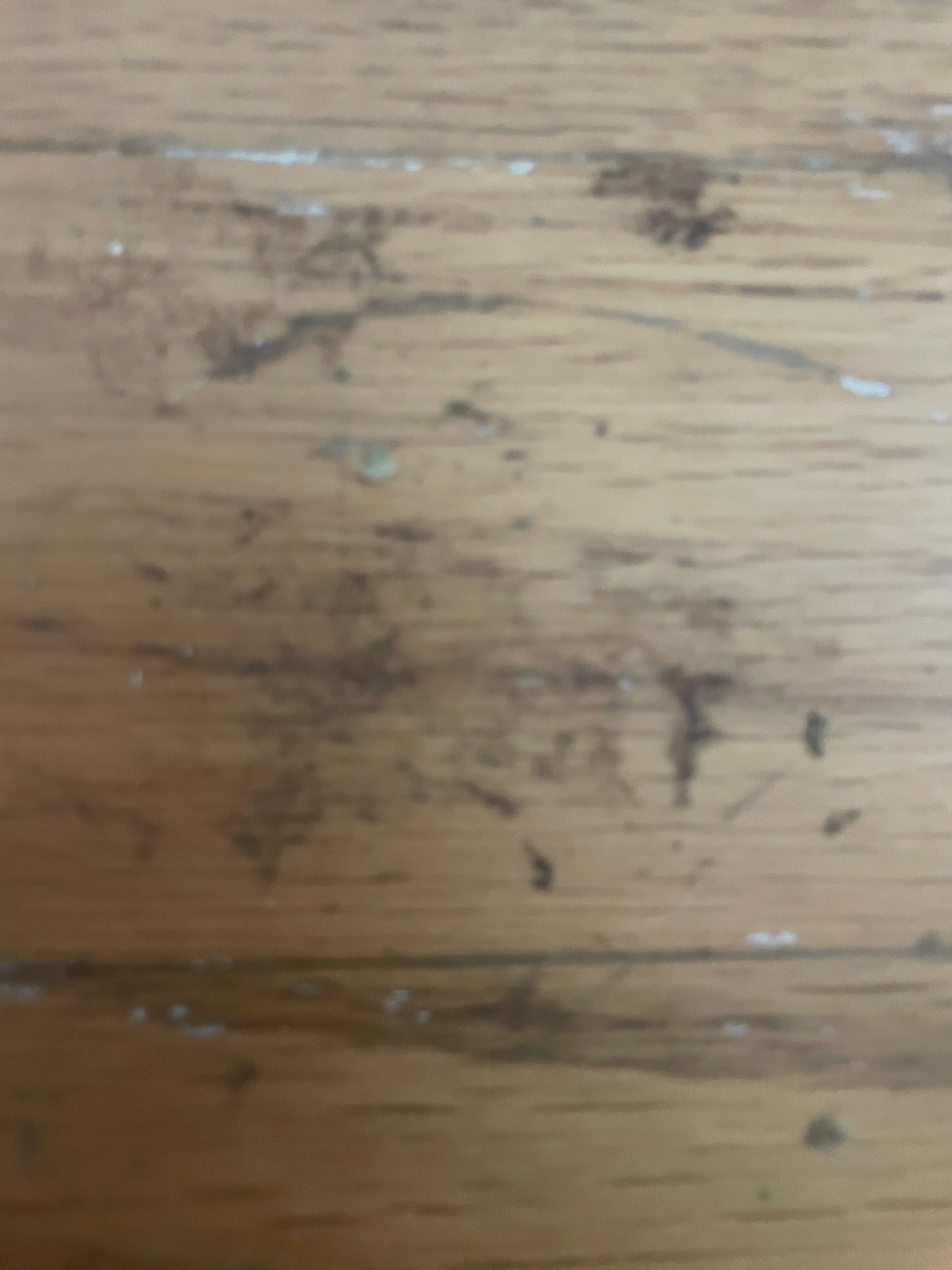 No insect identified