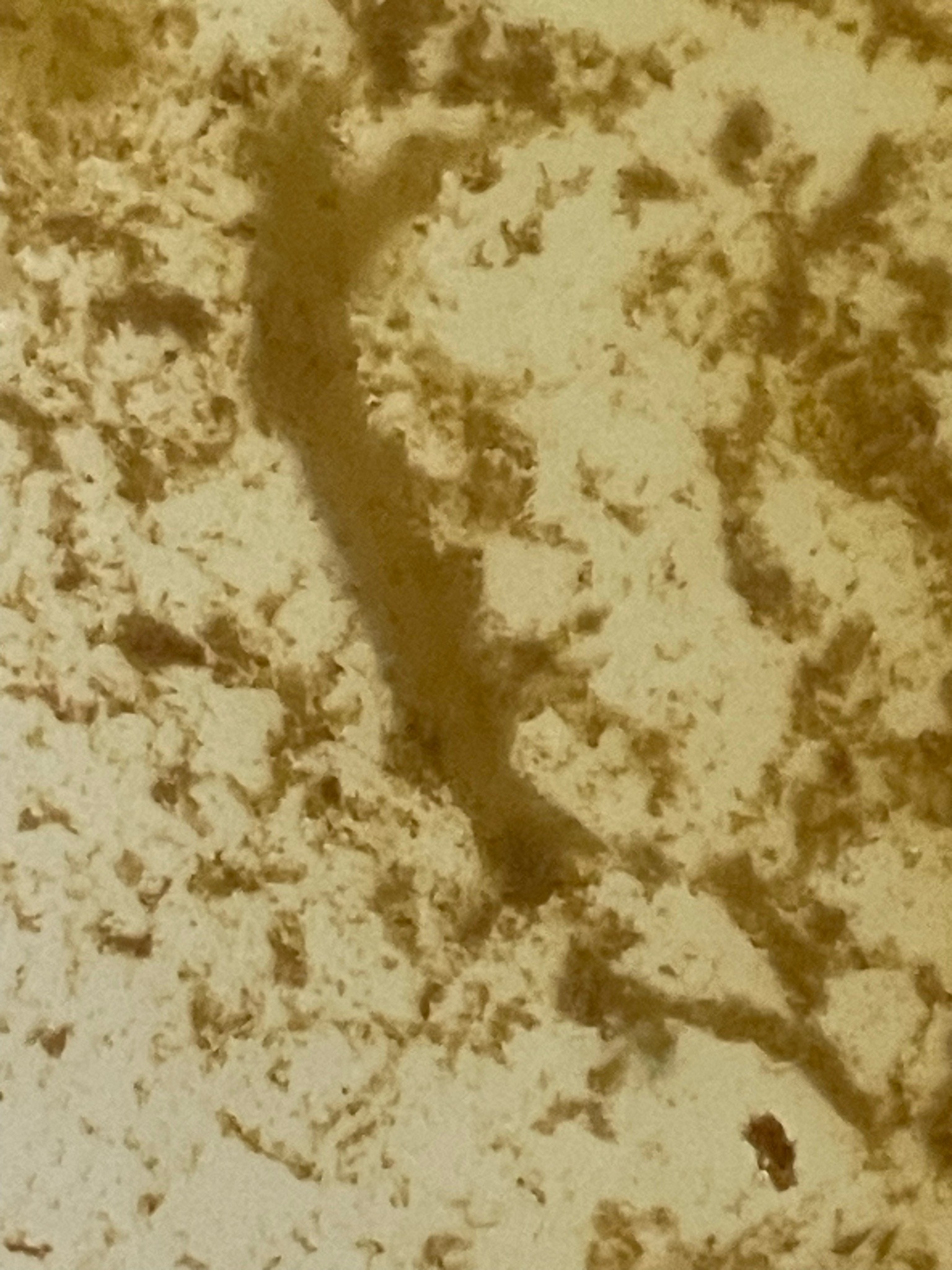 No insect identified
