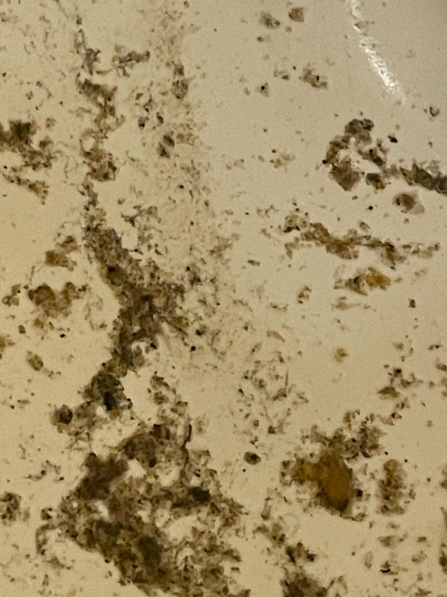 No insect or bug identifiable