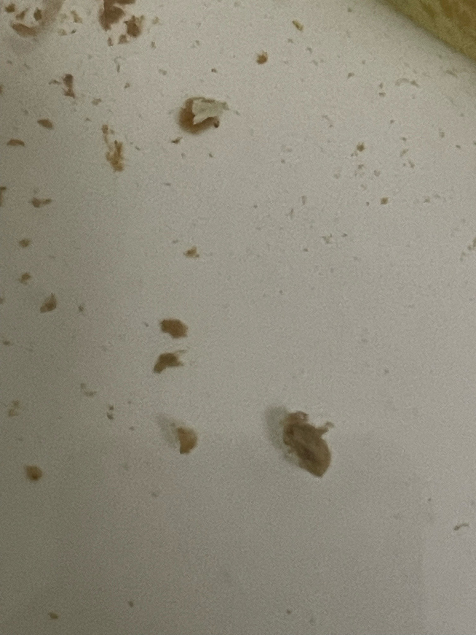 No insect or bug identified