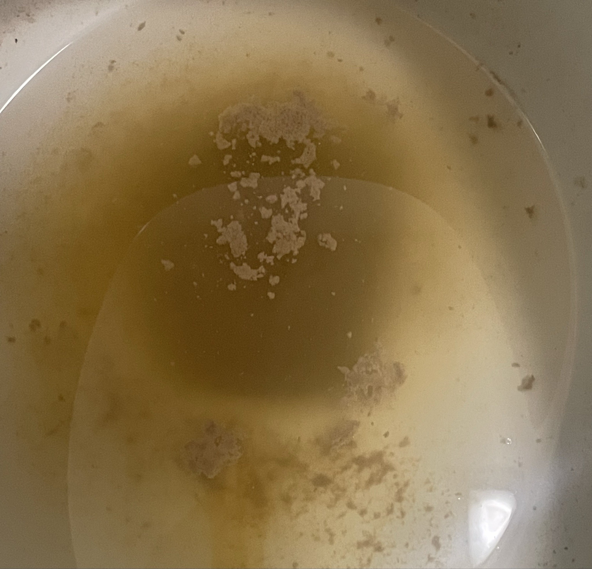 No insect present (Yeast or organic residue in liquid)