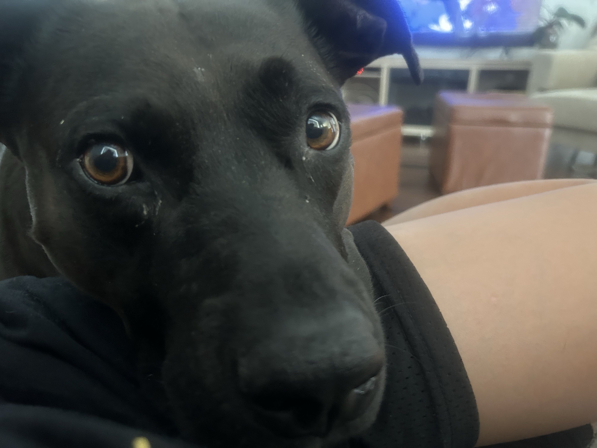 No insect visible; domestic dog