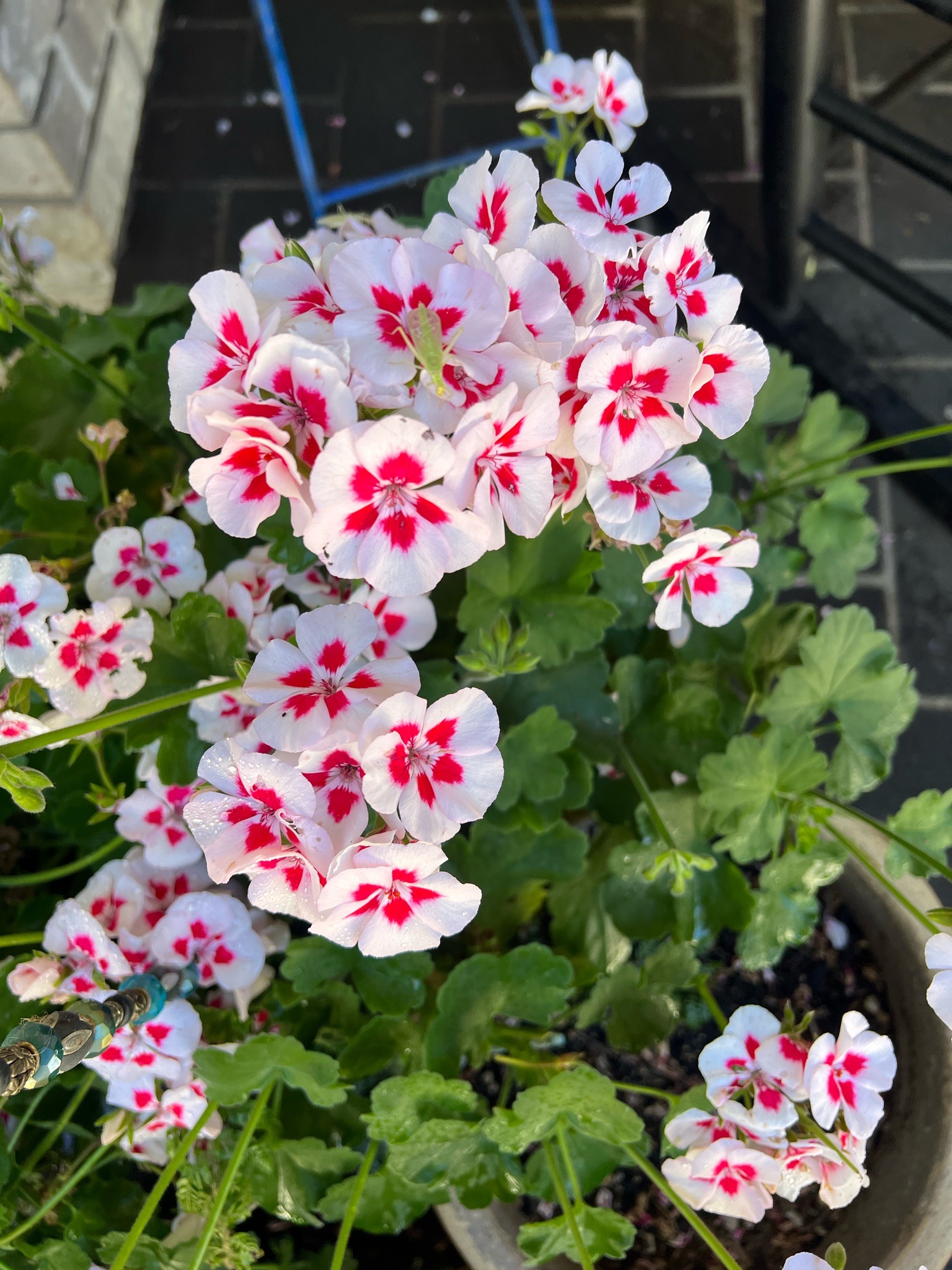 No insect visible; flowering zonal geranium