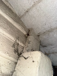 Noble False Widow Spider
