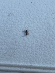 Non-biting Midge