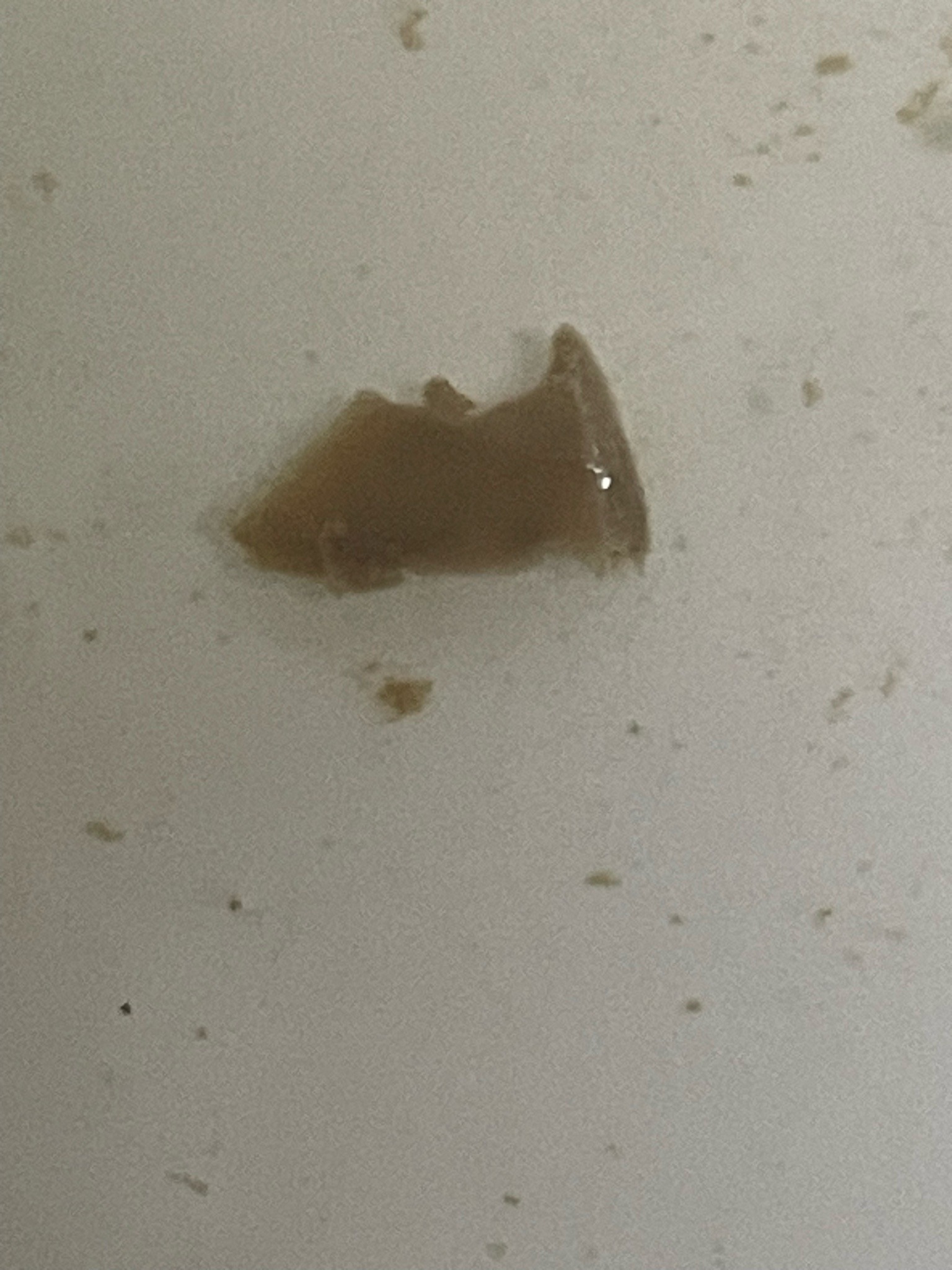 Non-Insect Debris / Unidentifiable Object