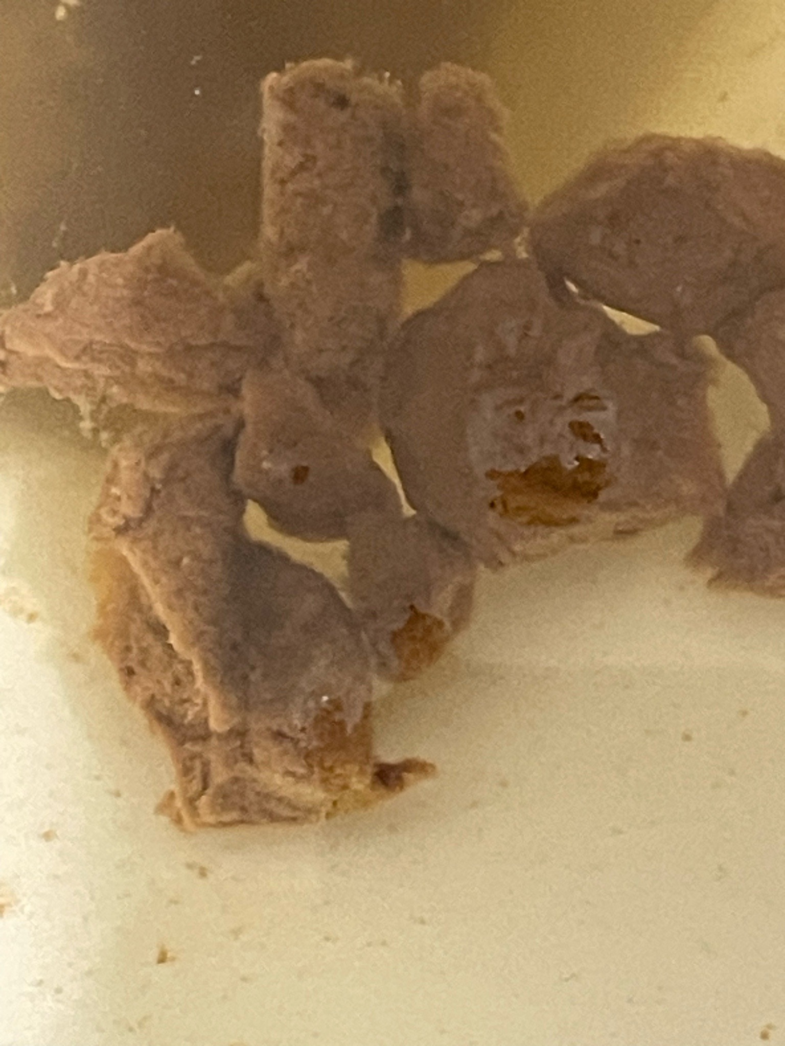None / Not an insect
