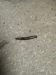 North American Millipede